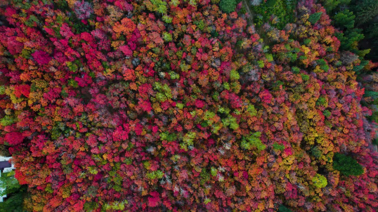 울창한 숲에서 다른 가을 색의 나무