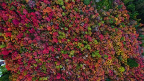 árboles de diferentes colores otoñales en un bosque denso