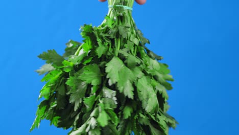 bunch fresh parsley rotates slowly.