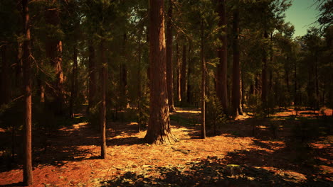 early morning sunlight in the sequoias of mariposa grove