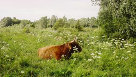 schilderachtig uitzicht op een hooglandvee dat op een zonnige dag op groene lenteweiden ligt