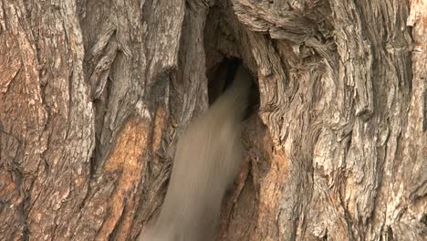 two dwarf mongooses investigate situation and leave their shelter in a hollow tree one by one, close-up shot