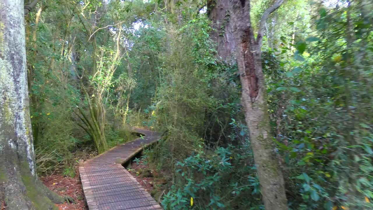 pov caminando en el monte mientras pasa árboles antiguos de un bosque de podocarpos