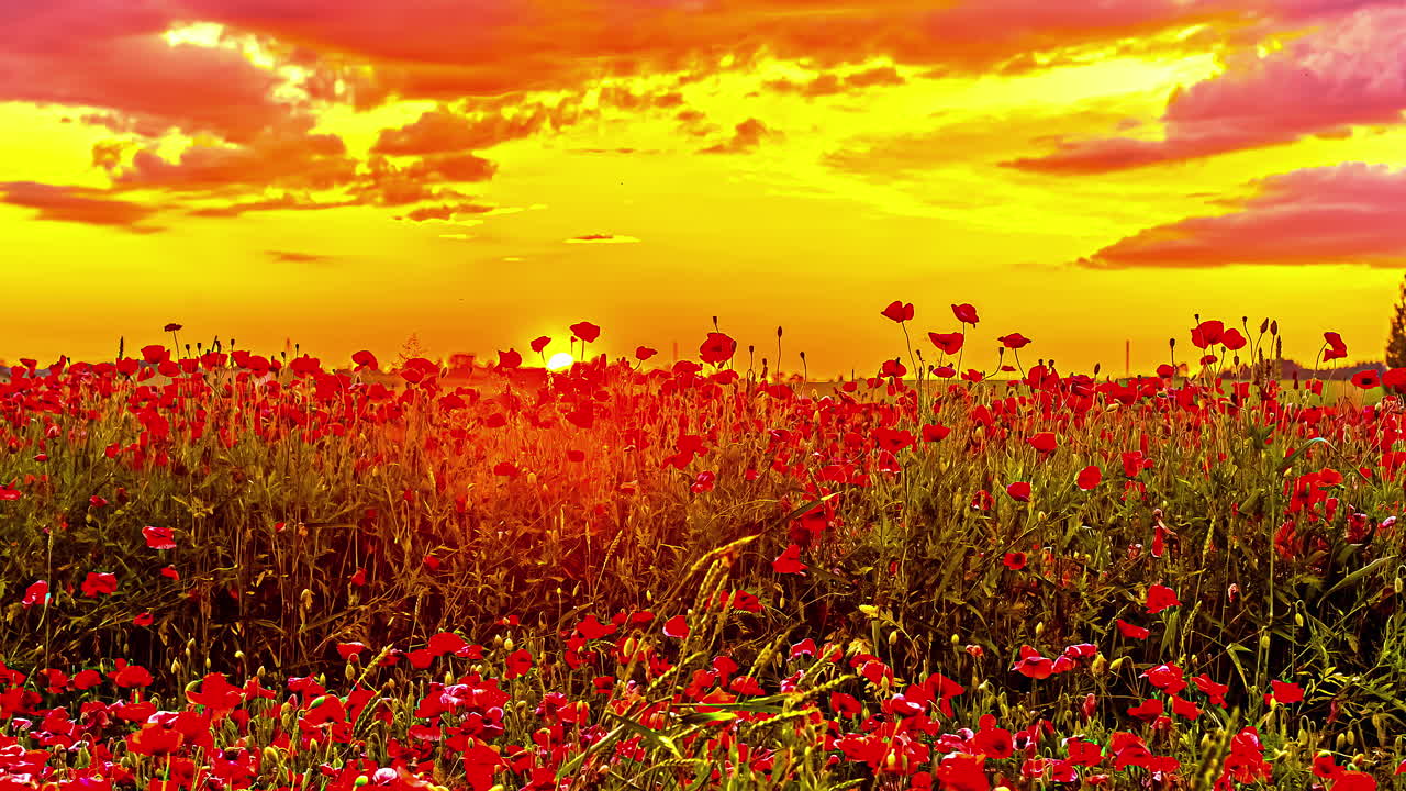 노란색 하늘과 움직이는 구름을 가진 아름다운 풍경과 함께 꽃이 피는 은 포피 필드 - 지평선에서 황금빛 해가 지는 낮은 각도