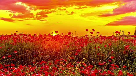 blooming red poppy field with beautiful landscape with yellow colored sky and moving clouds - low angle shot of golden sunset at horizon