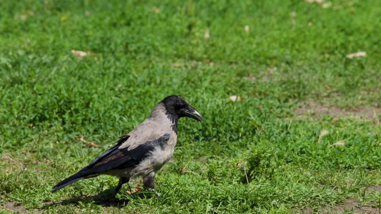 Hooded crow walks across sunlit grass in a Berlin park, natural daylight, steady camera