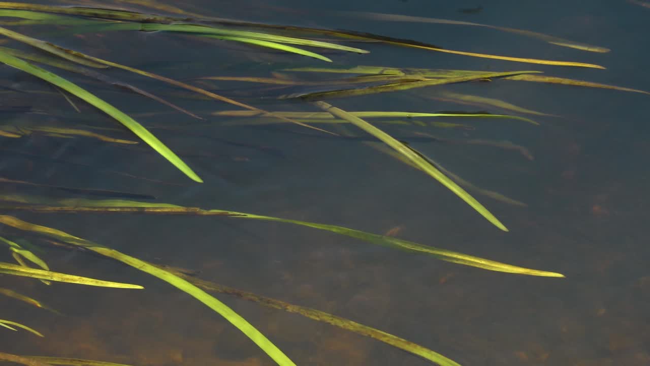 작은 개울이 있는 연어 강-12