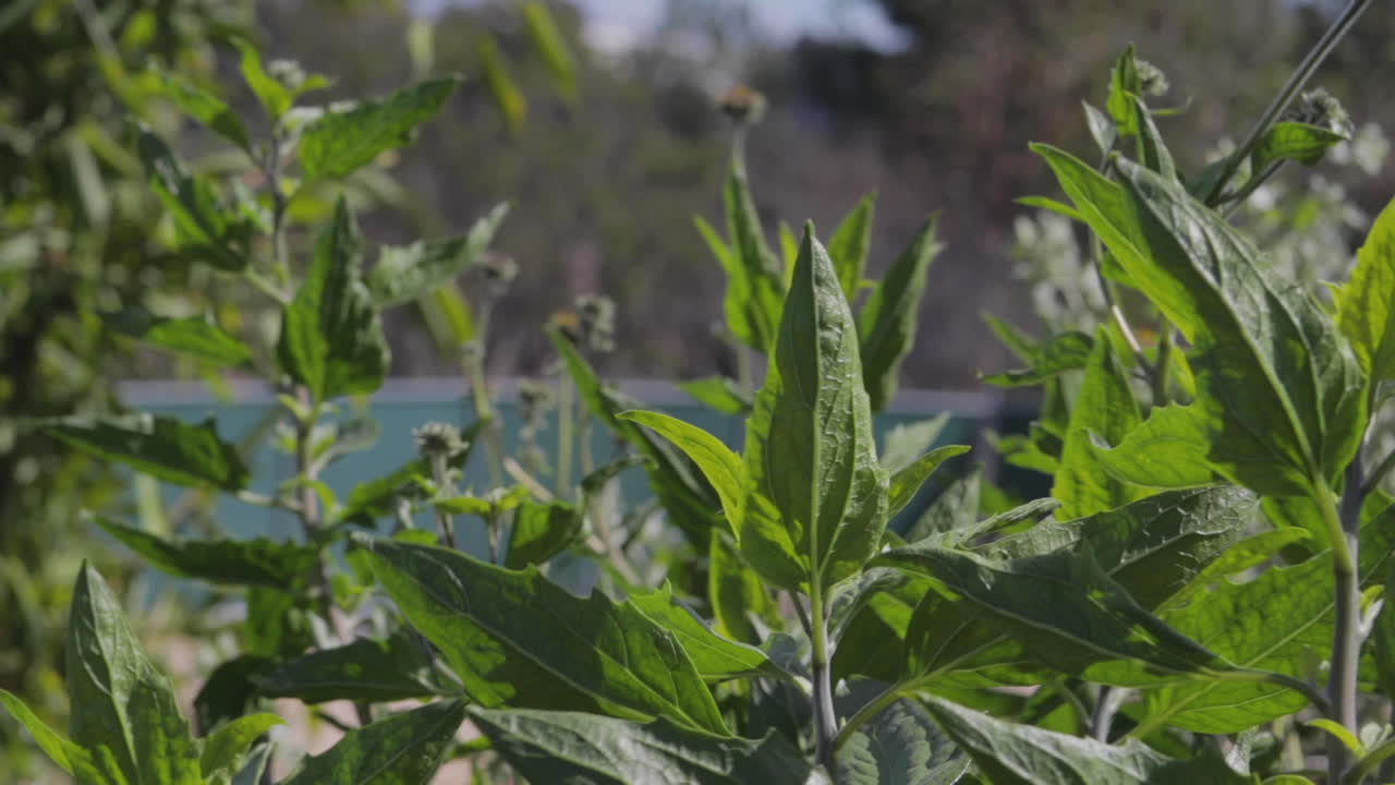 plantas del sur de california con fuertes vientos