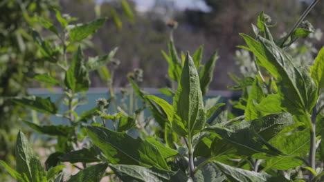 Plantas-Del-Sur-De-California-Con-Fuertes-Vientos