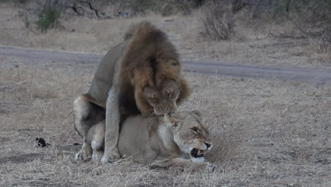 lions mating then the lioness rolls over to assist with ovulation