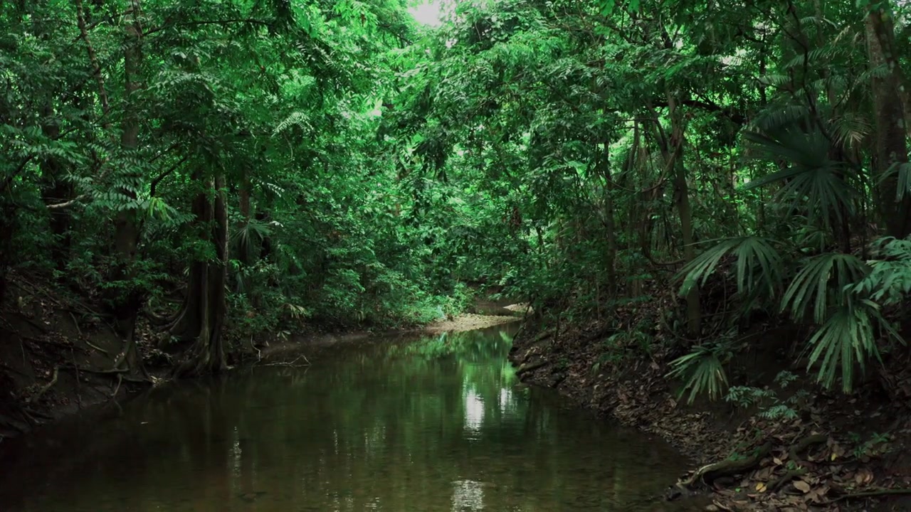 Point of view shot slowly navigating backwards on a tranquil river through the dense and humid tropical rainforest of South America