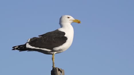 kelp gull stands still with blue sky in background, close side view