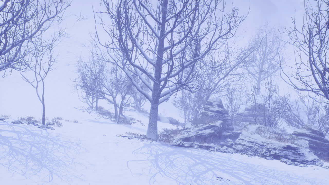 Winter landscape of trees covered in snow at a remote location during a storm