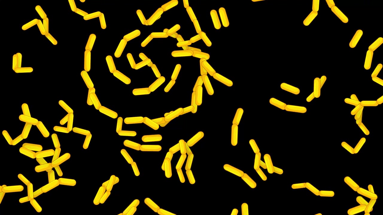 Microscopic yellow bacilli bacteria fall vertically through a dark void in a continuous loop.