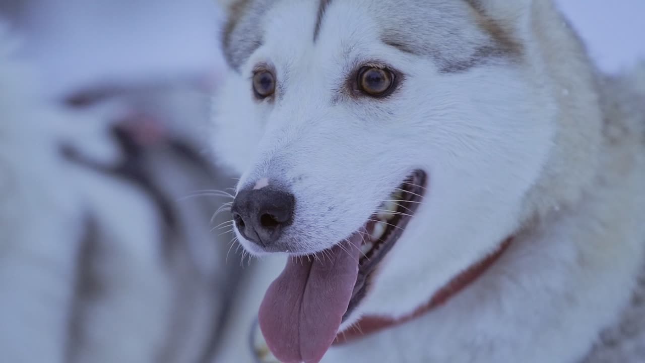 Close-up of a husky dog