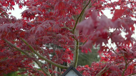 panning down to birdhouse hanging on japanese maple tree branch in the breeze