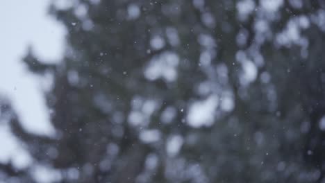 Slow-motion-of-white-snow-falling-down-peacefully,-near-some-trees