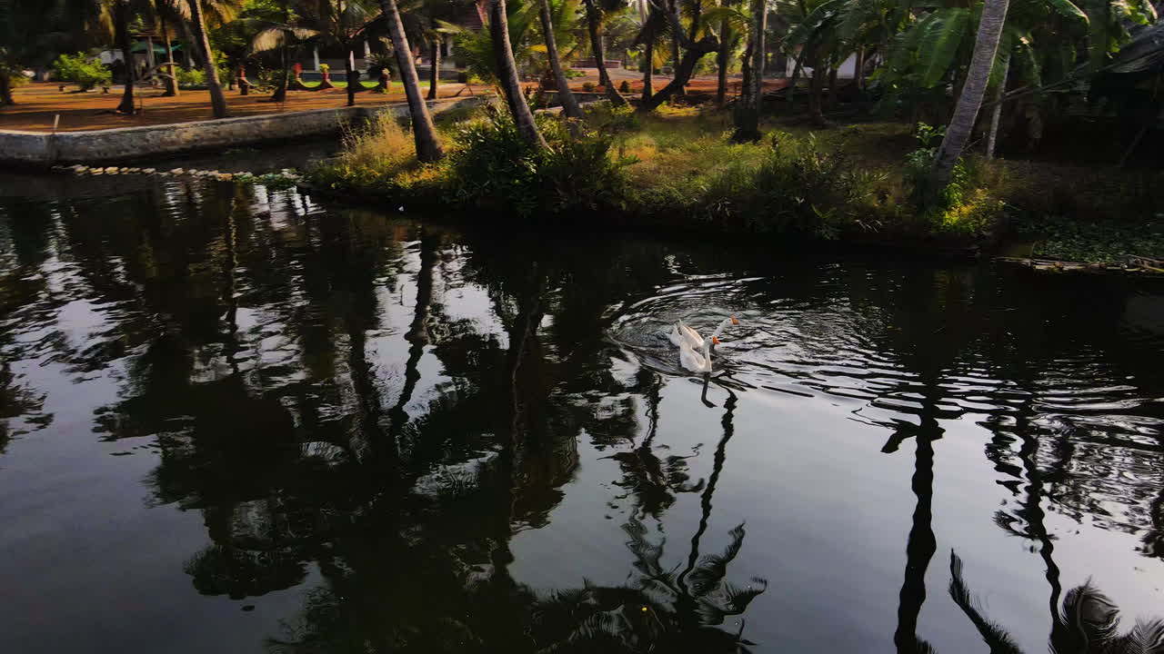 cisnes nadando sobre las lagunas en alleppey, kerala, sur de la india
