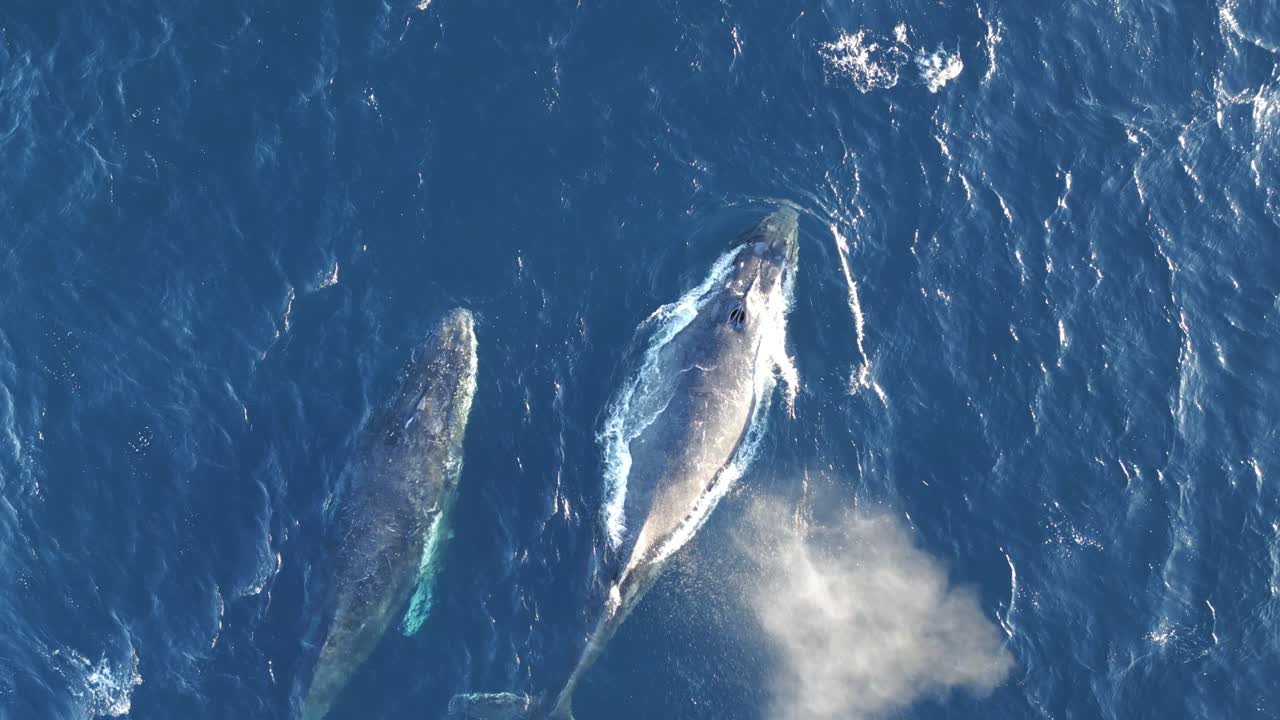 Scenic View a pair of Humpback Whales Swimming, Spouting At The South Pacific Ocean In Sydney, Australia - top drone shot