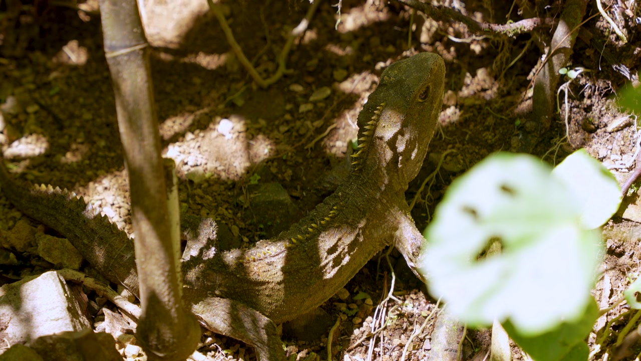 En endemisk nyzeeländsk tuatara vilar i fläckigt solljus på den inhemska skogsmarken.