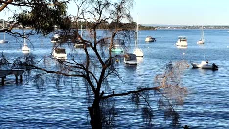 Mirando-A-Través-De-Las-Ramas-De-Barcos-Y-Yates-En-El-Río-Swan-En-Peppermint-Grove,-Perth,-Australia-Occidental