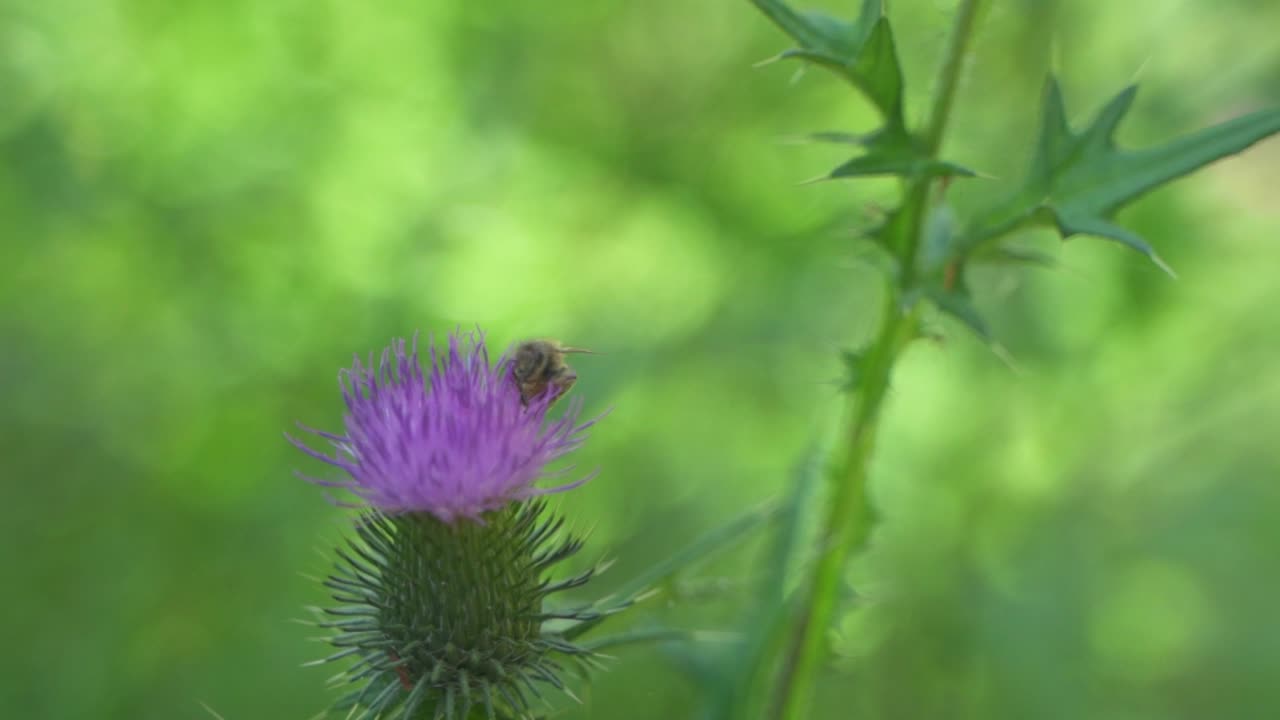 날아가기 전에 아름다운 보라색 우유 엉겅퀴 꽃에서 꿀을 빨아먹는 꿀벌 가까이, 식물원