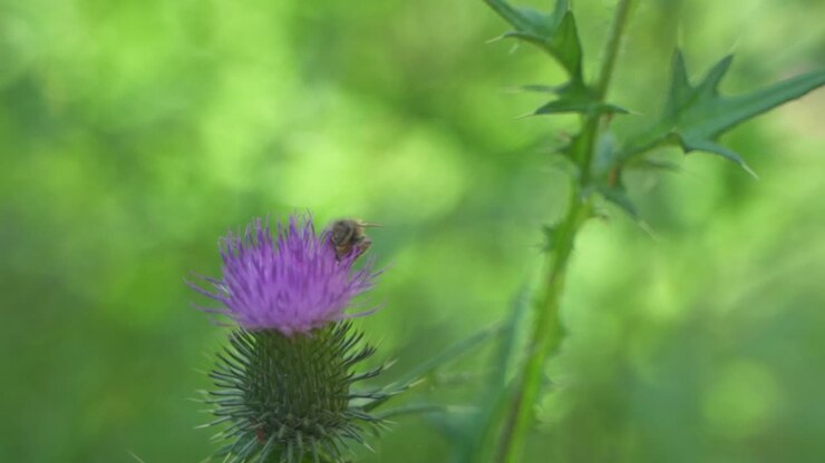 Primo piano di un'ape che succhia nettare da un bellissimo fiore viola di cardo mariano prima di volare via, Giardino Botanico