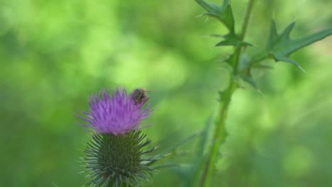 Primer-Plano-De-Una-Abeja-De-Miel-Chupando-Néctar-De-Una-Hermosa-Flor-De-Cardo-De-Leche-Púrpura-Antes-De-Volar,-Jardín-Botánico