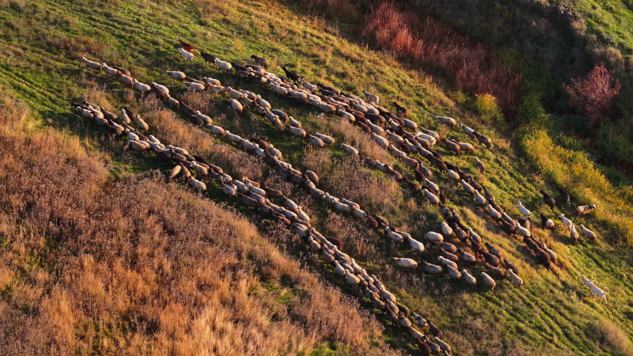 Aerial drone view of a flock of sheep moving across a golden hillside in Moldova during autumn