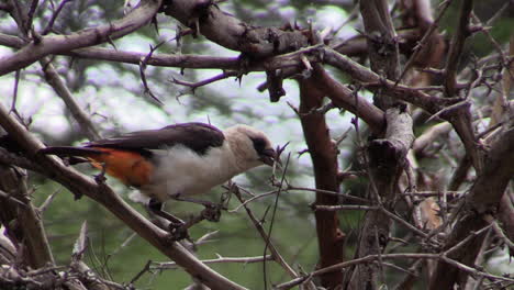 White-headed-buffalo-weaver-on-a-branch-in-a-leafless-bush-in-East-Africa