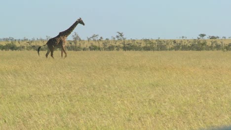 Una-Jirafa-Cruza-Una-Sabana-Dorada-En-áfrica