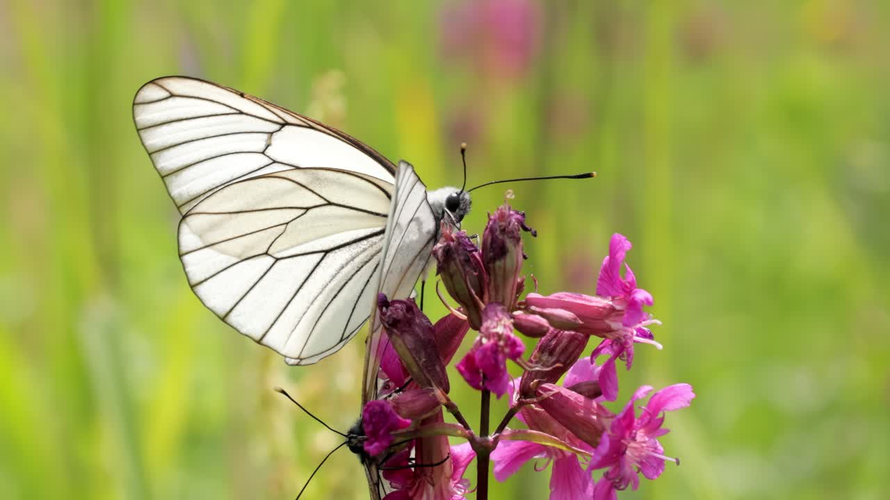 Accoppiamento di farfalle. La farfalla Aporia crataegi, nota come cavolaia del biancospino, è una grande farfalla della famiglia delle Pieridae