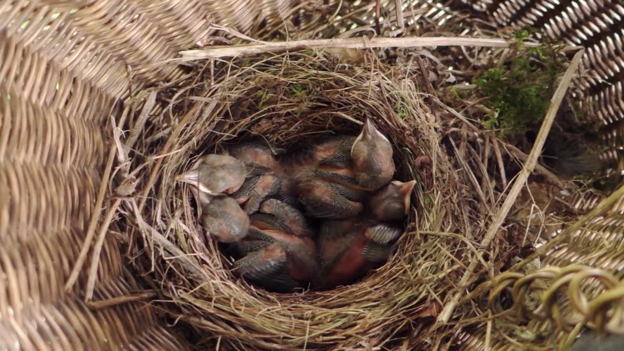 Closeup of small baby birds nesting in bicycle basket