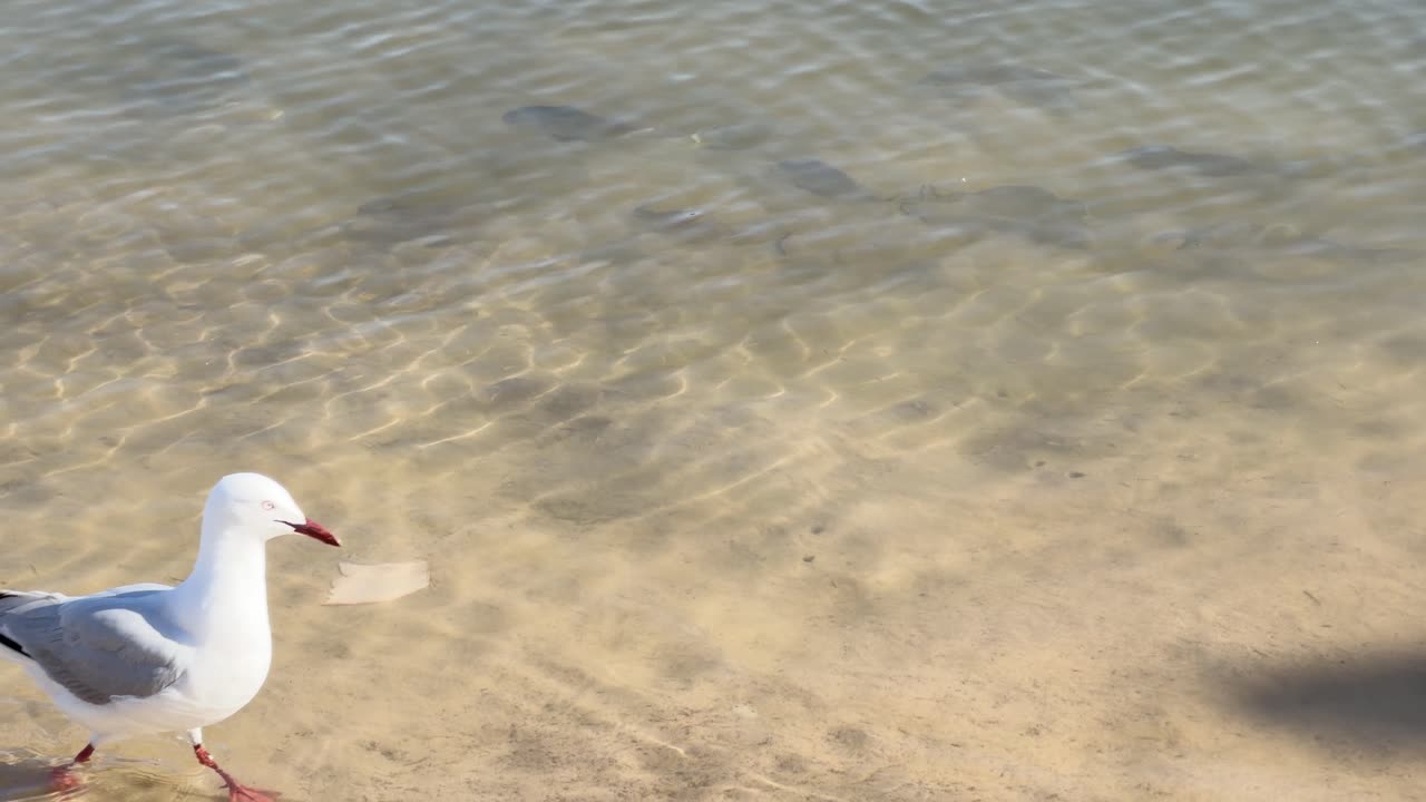 Silver gull walks across sunlit sandy shoreline beside clear shallow water, steady camera, natural light