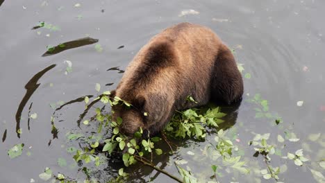 Oso-Pardo-Hembra-Masticando-Una-Rama.-Alaska