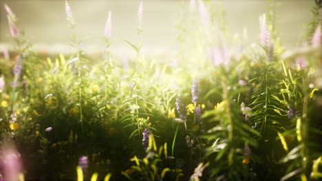 flores silvestres en el campo