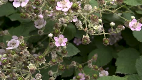 push in rack focus of pink himalayan blackberry blossom and green berries