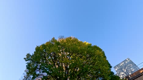 tree with buildings in the background