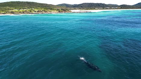 a mother and baby humpback whale surface close to a scenic coastal headland and popular holiday spot