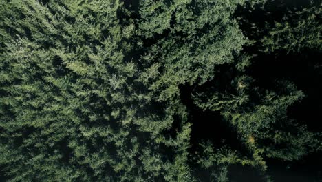 dense evergreen forest with a hint of autumn colors, daylight, aerial view