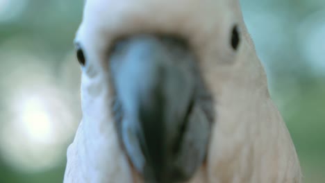 close-up-of-a-white-cockatoo-looking-at-camera-out-of-focus