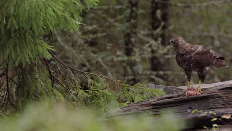 Panning-shot-toward-Eurasian-buzzard-in-woods-feeding-on-meat