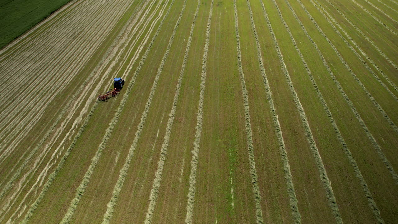 un tractor cosecha cultivos, subiendo y bajando filas