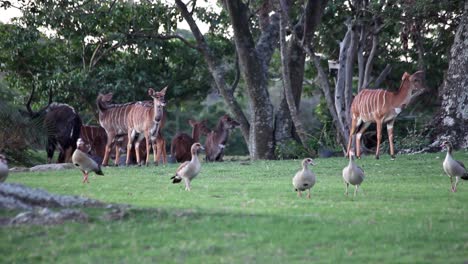 Weibliche-Nyala,-Die-Mit-Enten-Herumstreift