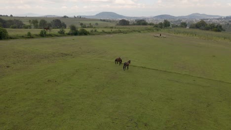 beautiful wild horses in park in mexico standing in green field