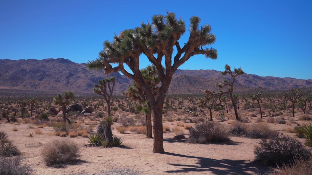 Albero di Yucca a mezzogiorno sotto un cielo blu vibrante e soleggiato, Parco Nazionale di Joshua Tree, California, Contea di San Bernardino, Deserto del Mojave e del Colorado, 49 Palms, autunno inverno, paesaggio montuoso roccioso e aspro, inquadratura statica.