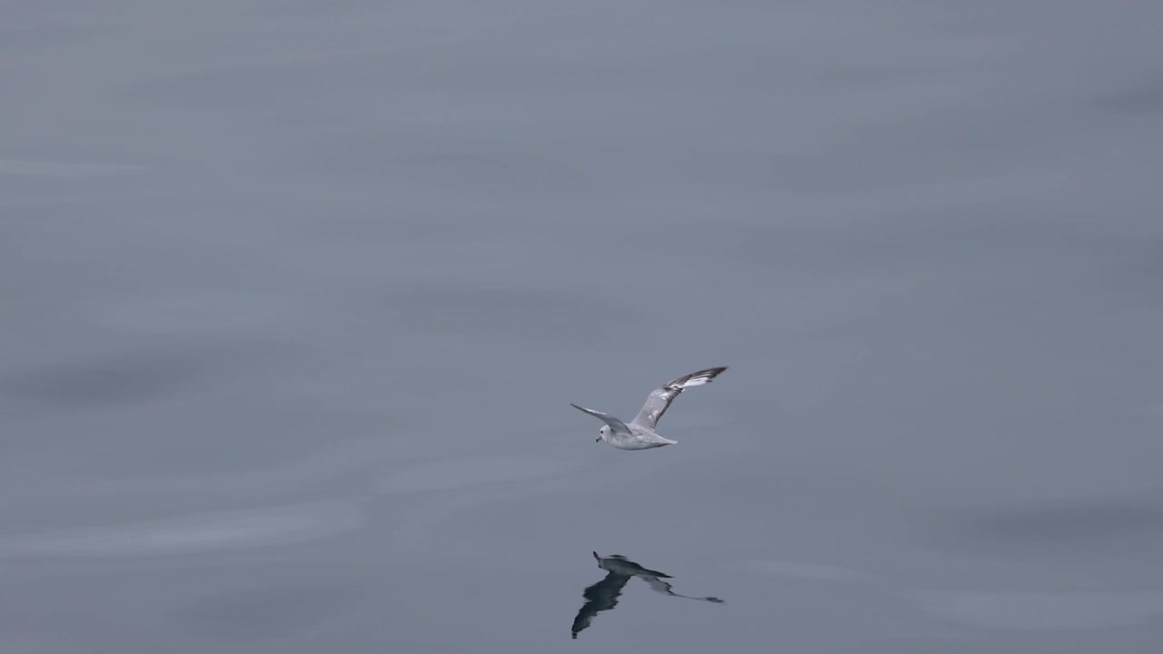 静かな極地の海景の中、穏やかな南極の海面を低く滑空し、水面に姿を映すミナミフルマカモメ。