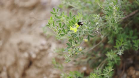 Kleine-Biene-Fliegt-Auf-Eine-Kleine-Blume-Zu-Und-Entfernt-Sich