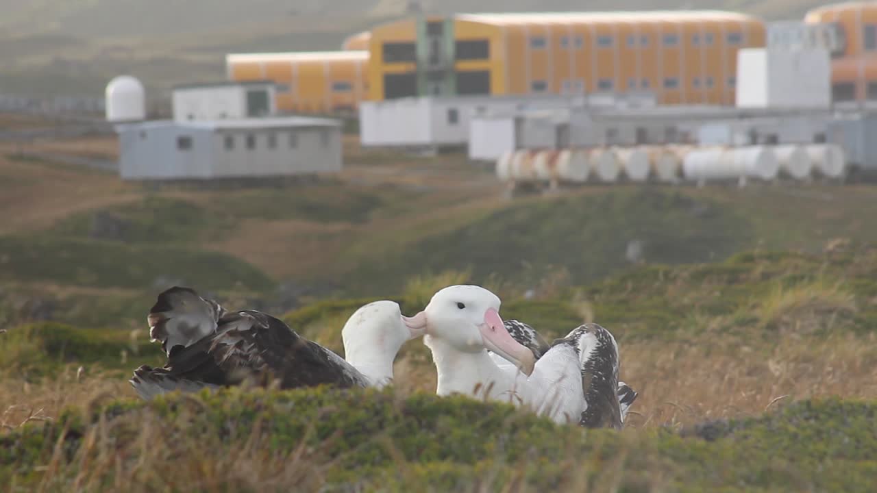 아남극의 연구 기지 앞에서 서로를 손질하는 두 명의 방황하는 앨버트로스 성인