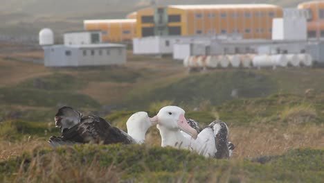 two wandering albatross adults preening each other in front of a research base in the sub antarctic